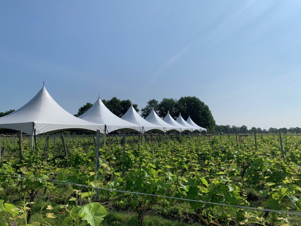 Tentenwerk Pagodetenten In Wijngaard 1024x768